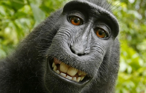 monkey selfie copyright dispute